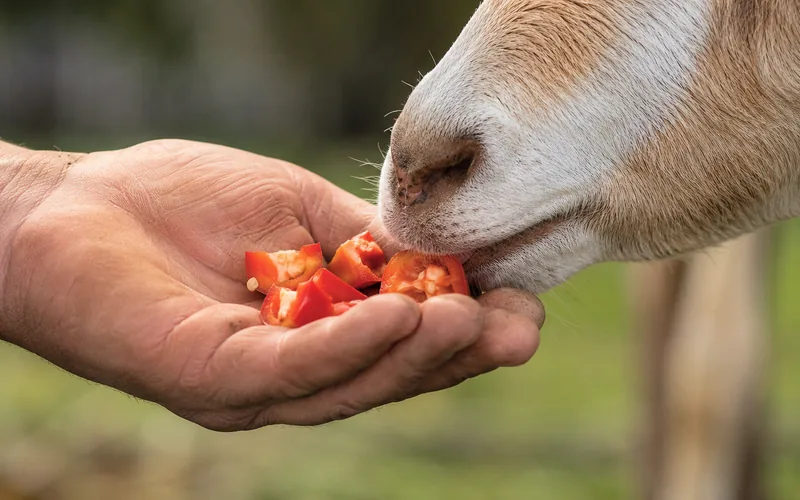 A farmer hand-feeding chopped red bell pepper pieces to a curious tan-and-white goat