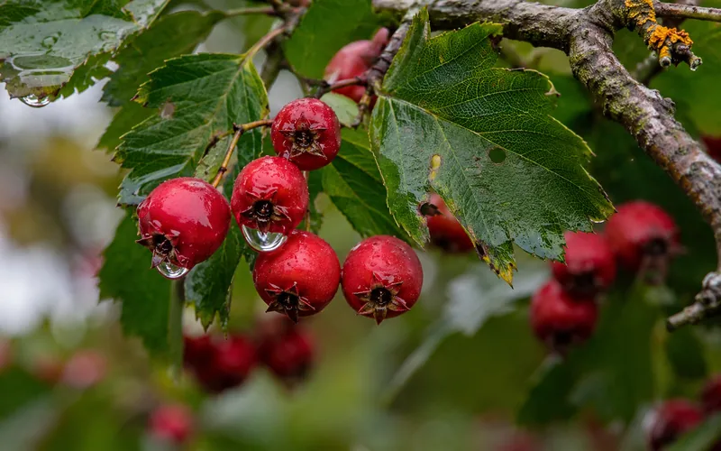 Close-up of bright red hawthorn berries and green leaves on a branch in a farm hedgerow