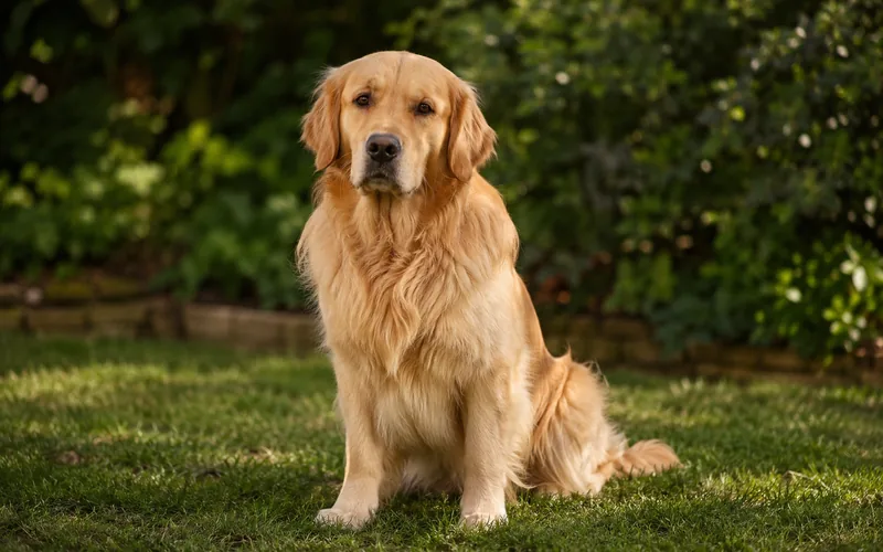 A golden retriever with a glossy healthy coat sitting outdoors in soft morning light