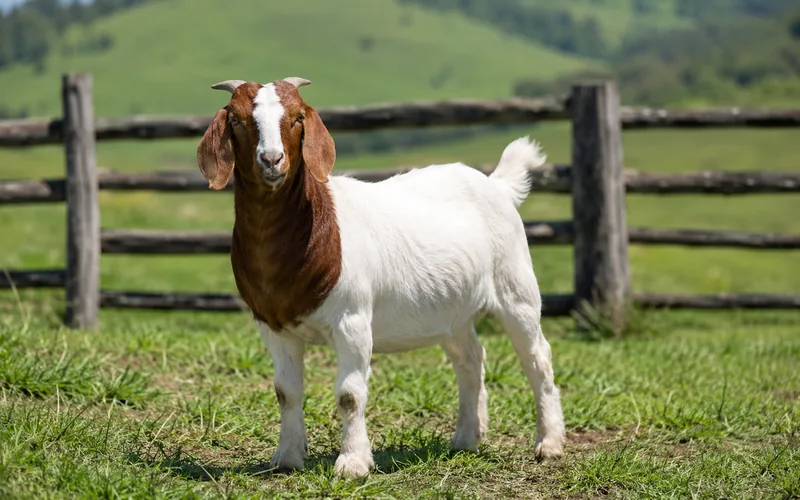 A healthy goat standing calmly in a sunny green pasture beside a wooden fence