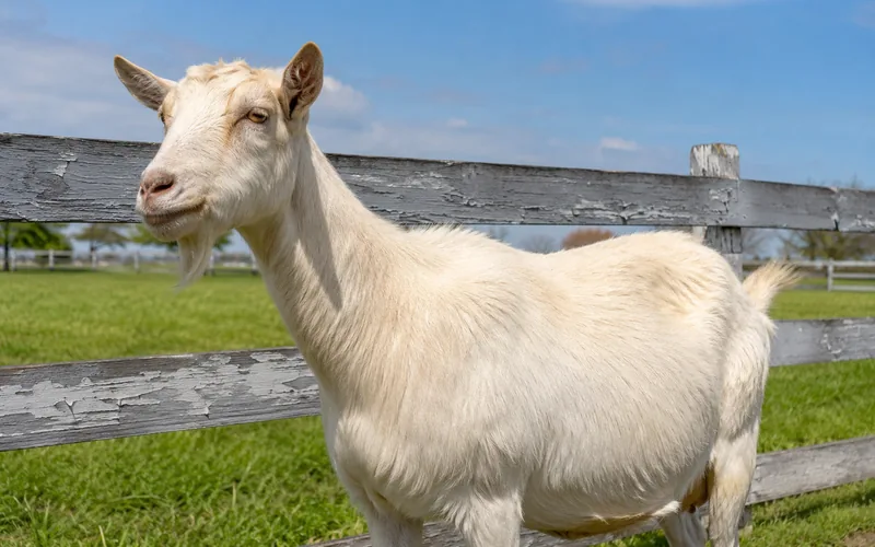 A healthy goat standing calmly in a sunny green pasture beside a wooden fence