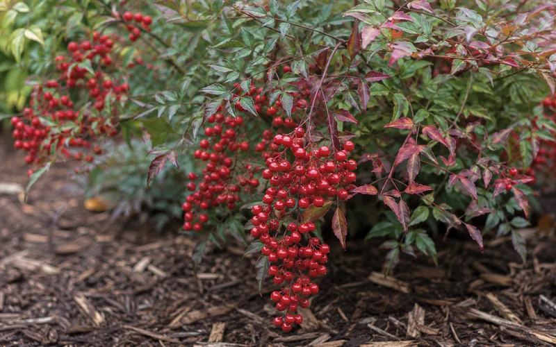 Red-berried heavenly bamboo shrub growing in a landscaped garden bed