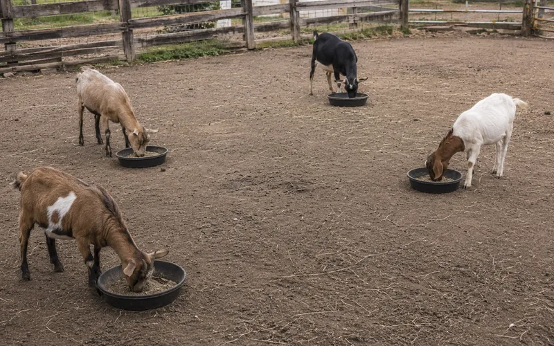 A herd of goats feeding calmly from separate shallow pans spaced apart