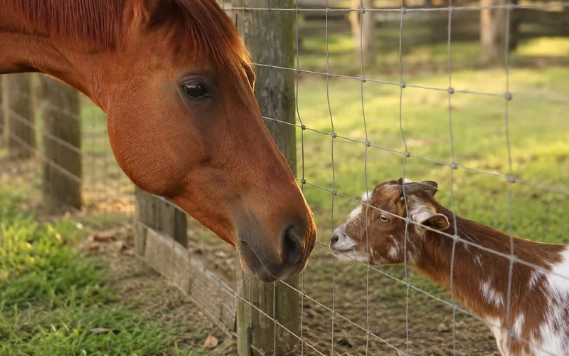 A goat and a horse meeting nose to nose through a wire fence during a slow introduction