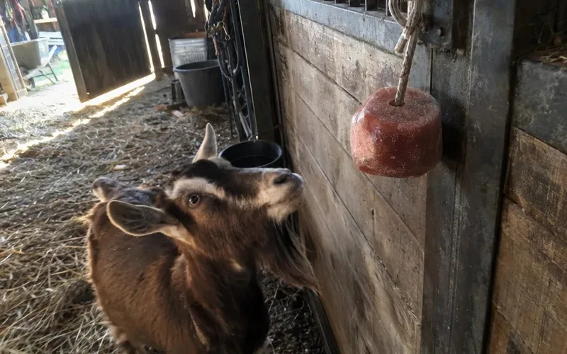 Horse lick block hanging in a stall with a goat looking up at it