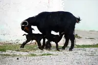 How Many Babies Do Goats Have At A Time? Anatomy, Numbers, and Fun Facts
