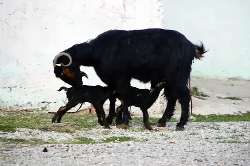 How Many Babies Do Goats Have At A Time? Anatomy, Numbers, and Fun Facts