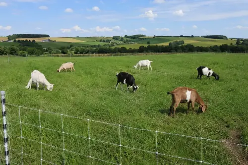 A small herd of goats grazing a green paddock enclosed by portable electric netting