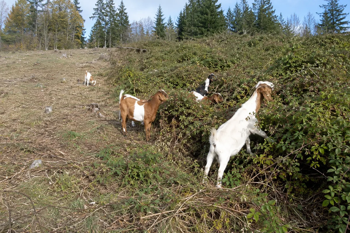 Goats stripping dense brush from a hillside