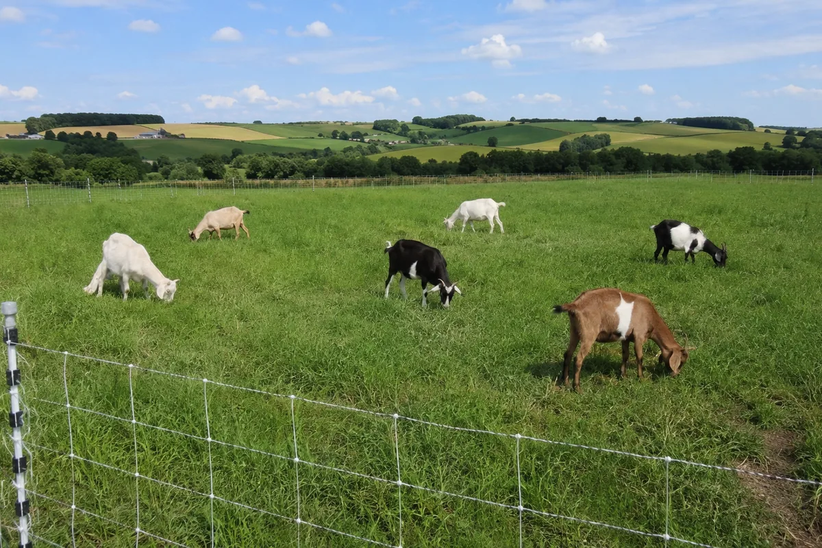 A small herd of goats grazing a green paddock enclosed by portable electric netting