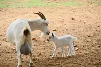 How Many Teats Do Goats Have? The Full Breakdown for Owners