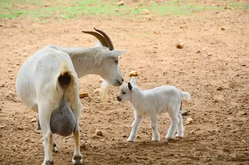 How Many Teats Do Goats Have? The Full Breakdown for Owners