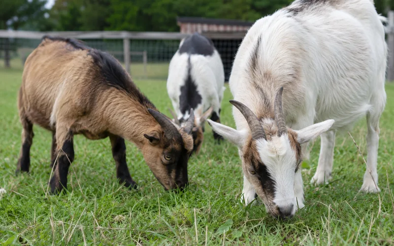 A small herd of goats grazing in a fenced green pasture beside a wooden barn