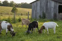 How Much Does a Goat Cost? Prices and Yearly Budget