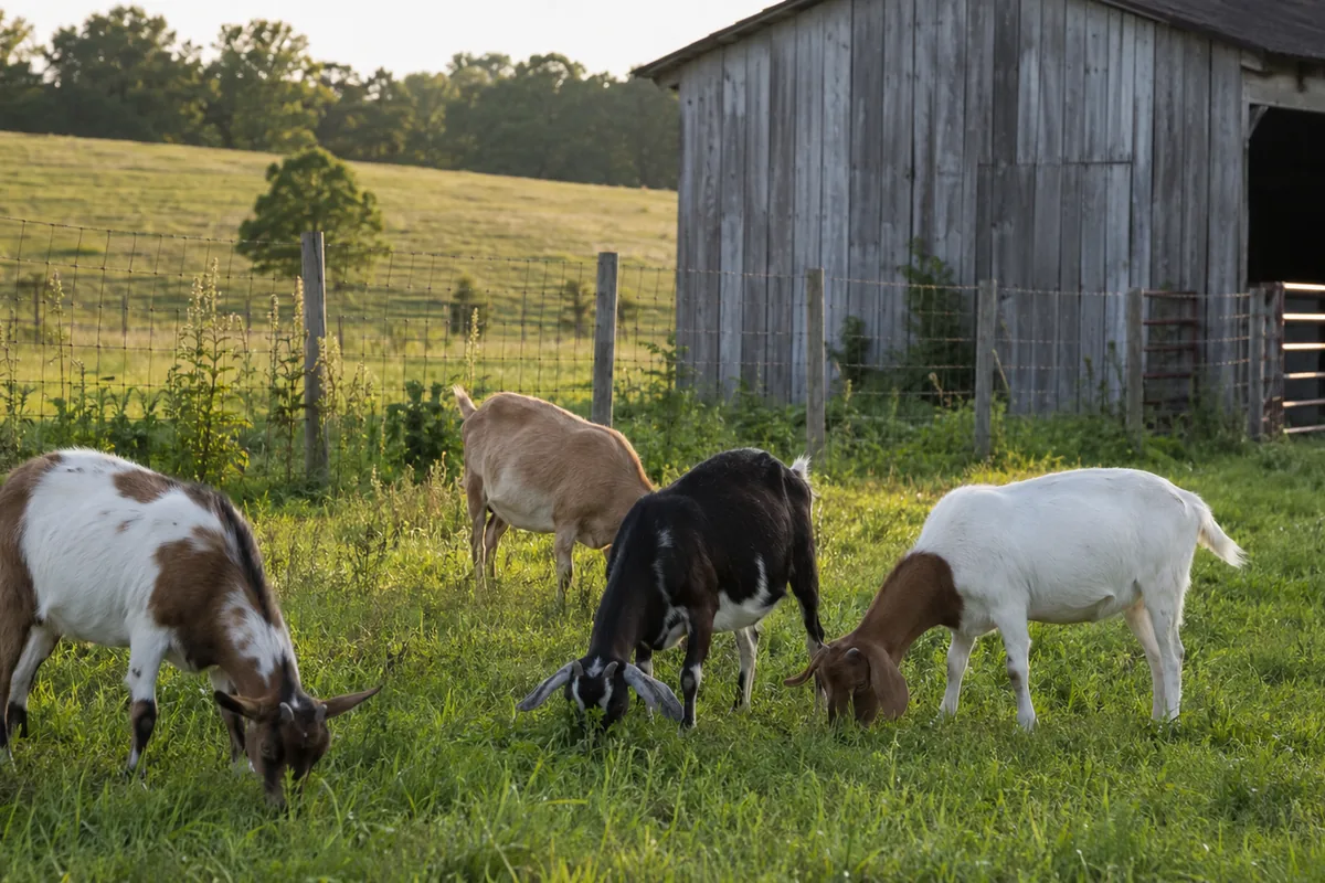 A small herd of goats in a fenced pasture beside a wooden barn
