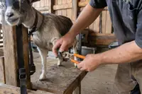 How to Trim Goat Hooves: A Step-by-Step Guide for Beginners