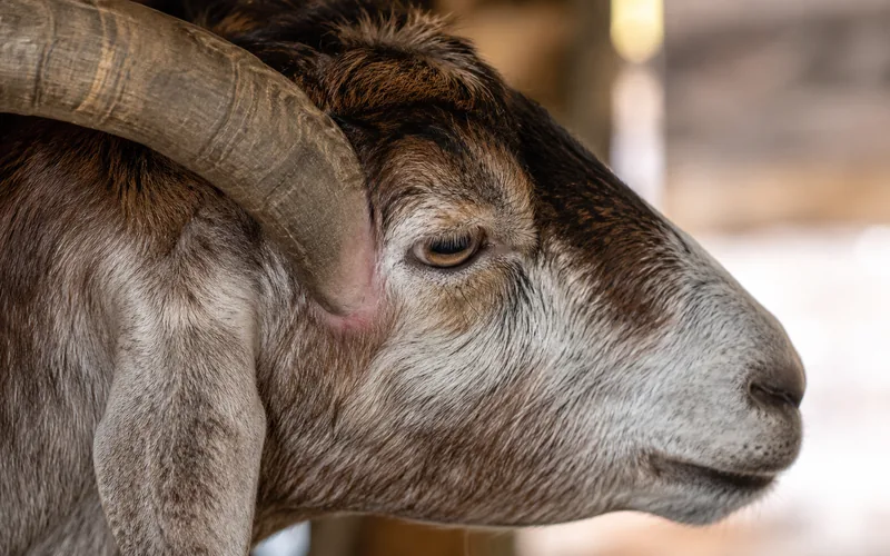 A goat horn curving back and pressing into the skin near the skull