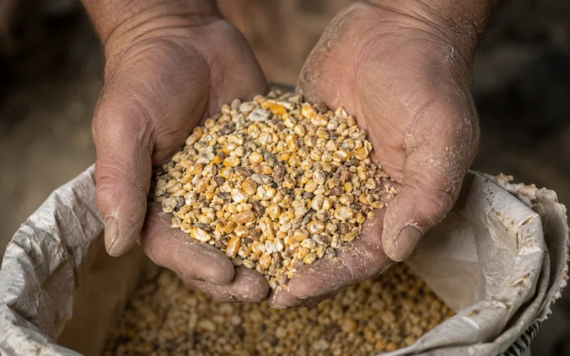 A farmer inspecting grain by hand from an open feed sack