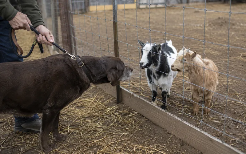 A dog on a leash meeting pygmy goats through a wire fence during a supervised first introduction