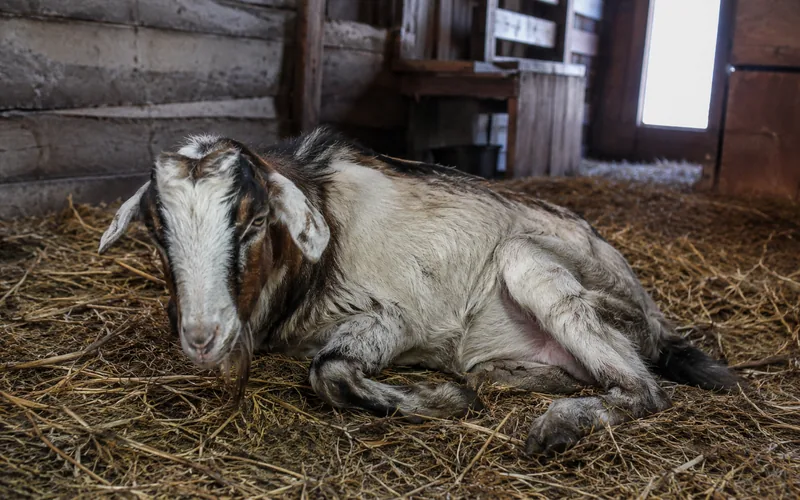 A lethargic goat lying down in straw bedding, looking gaunt and unwell