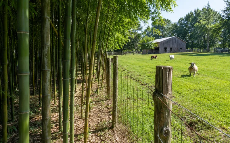 Several bamboo varieties growing in a managed grove beside a goat pasture
