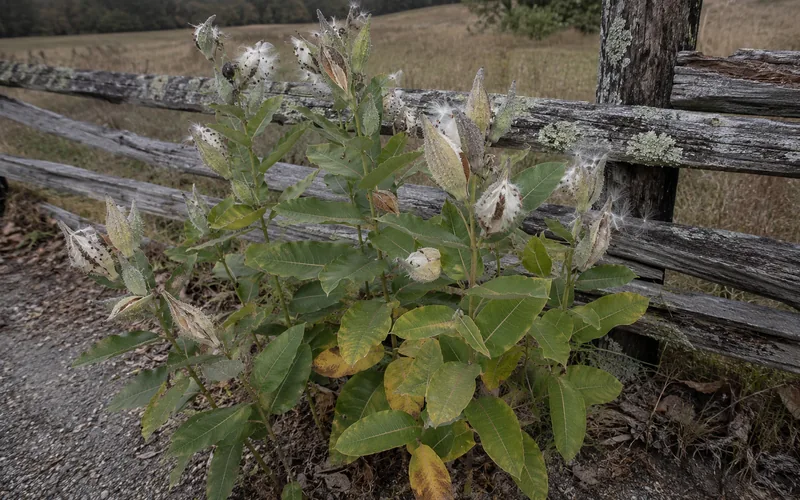Milkweed plants with seed pods growing along a wooden pasture fence near a goat enclosure