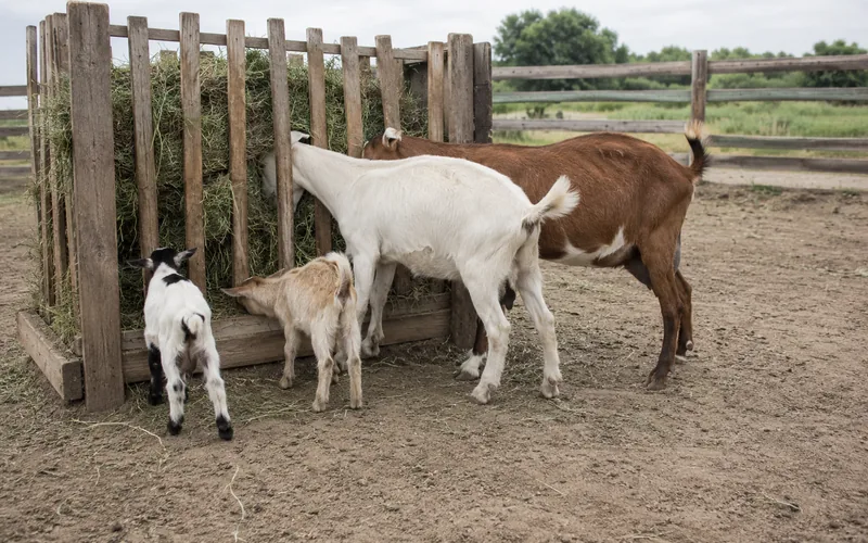 Goats of different ages feeding together at a shared hay rack