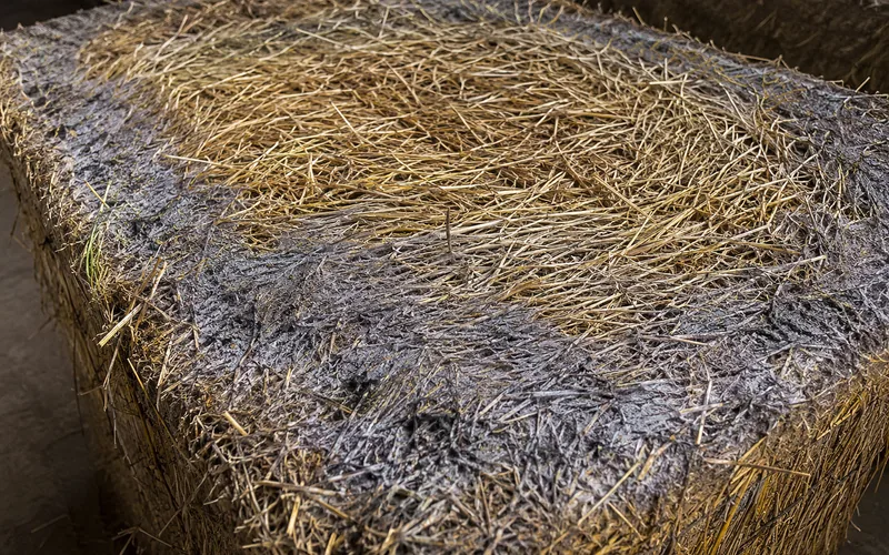 Close-up of a hay bale showing dark gray-brown mold spots and dusty discolored texture