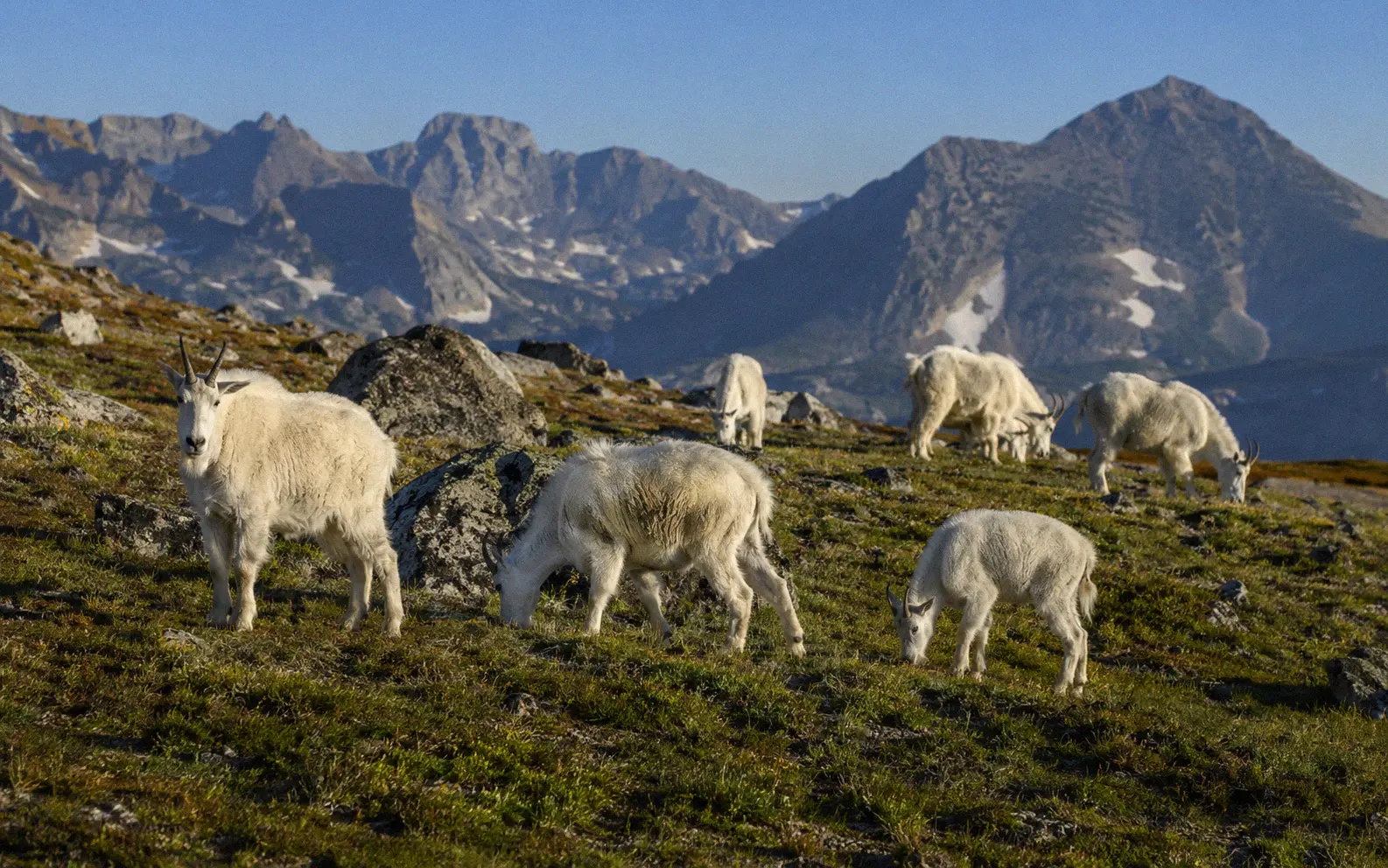 Mountain goat herd grazing in a high-altitude meadow with rocky peaks in the background