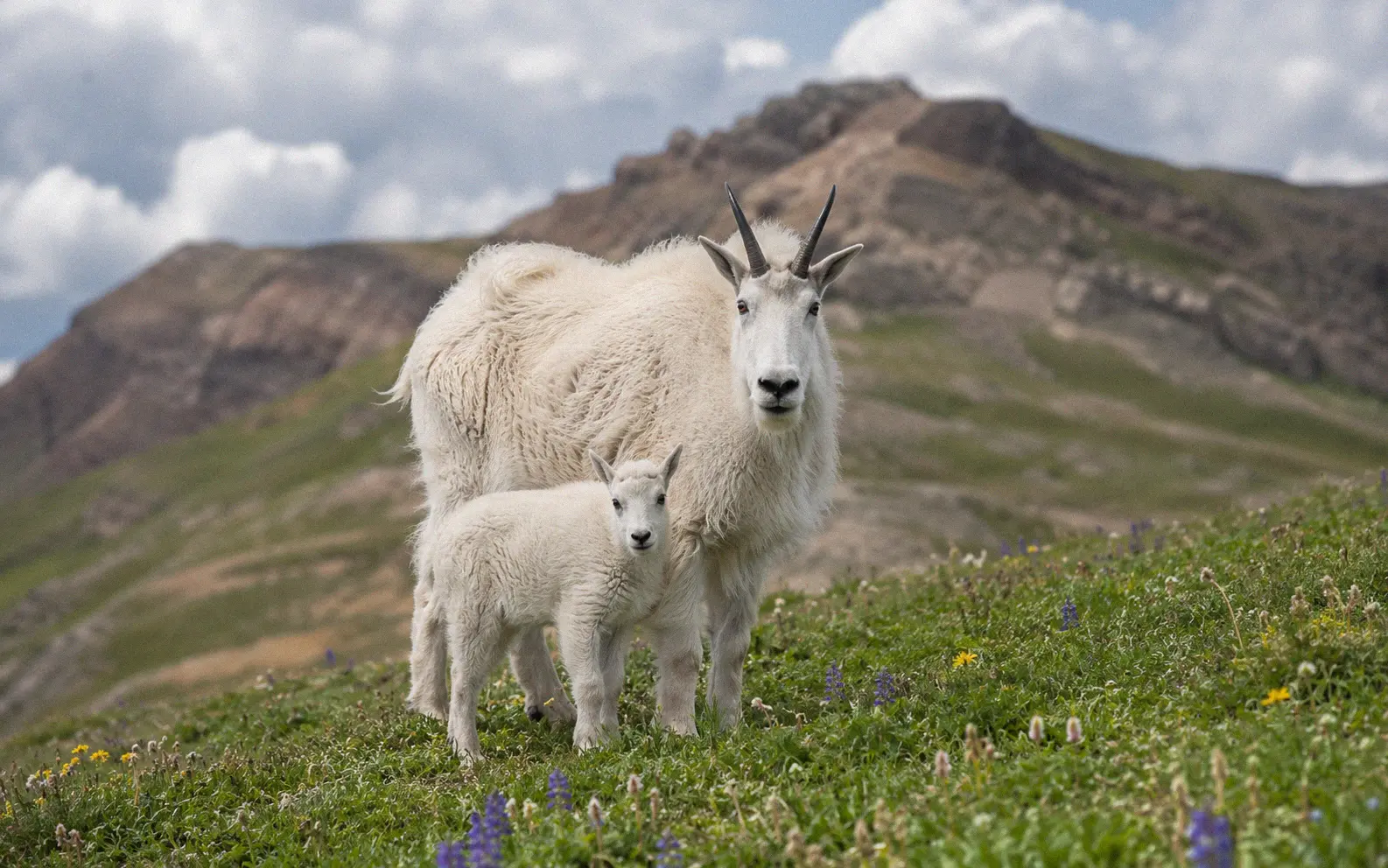 Mountain goat nanny standing protectively near her kid on a grassy alpine slope