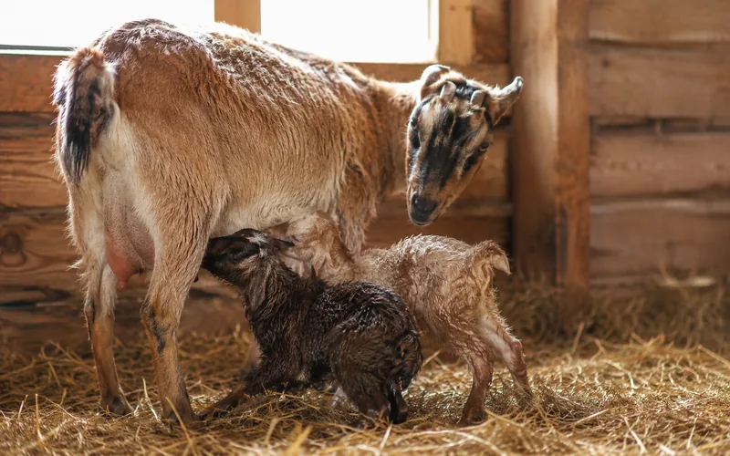 Newborn goat kids nursing from their mother shortly after birth on clean straw bedding