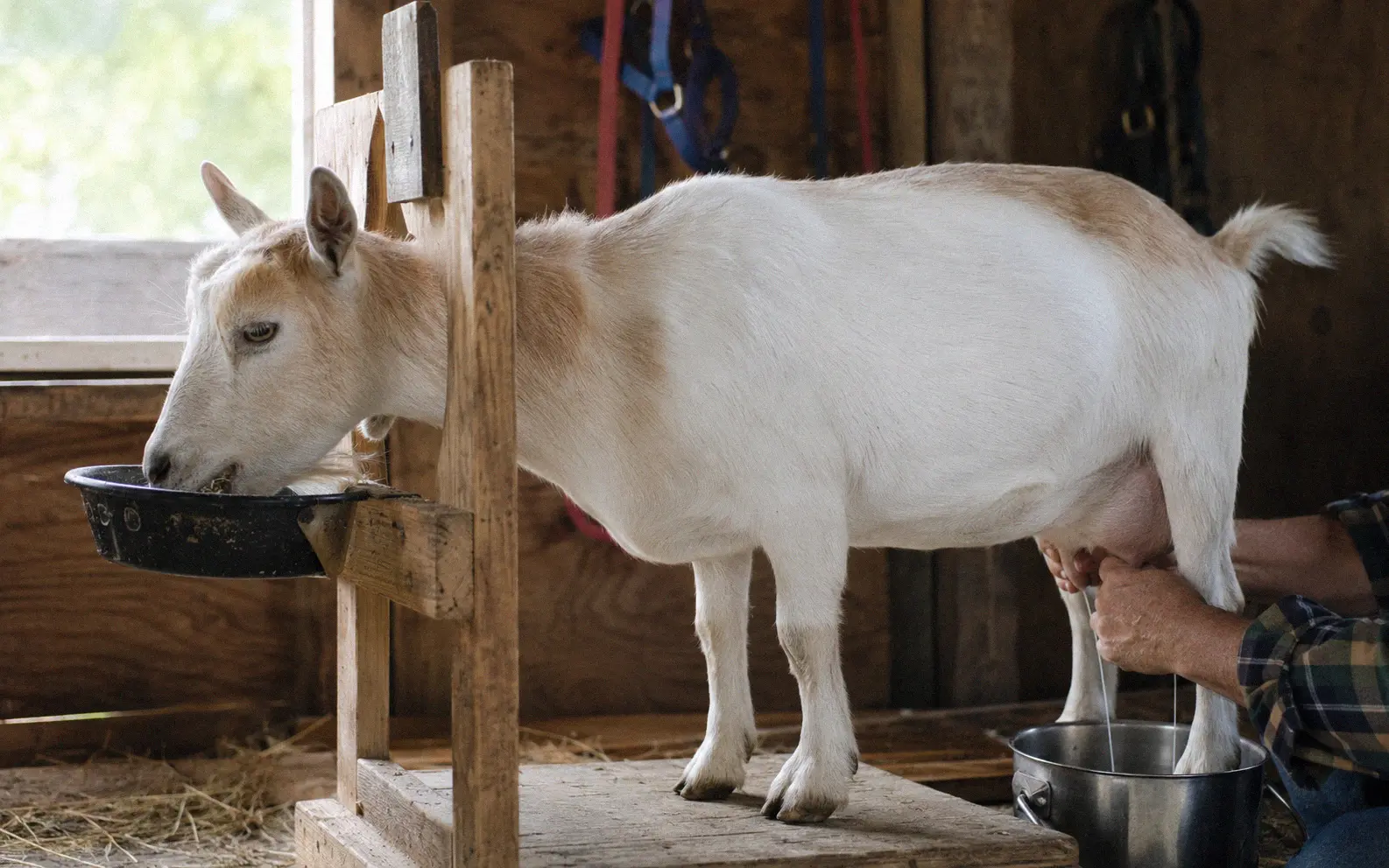 Nigerian x Boer cross doe being milked on a small homestead milking stand