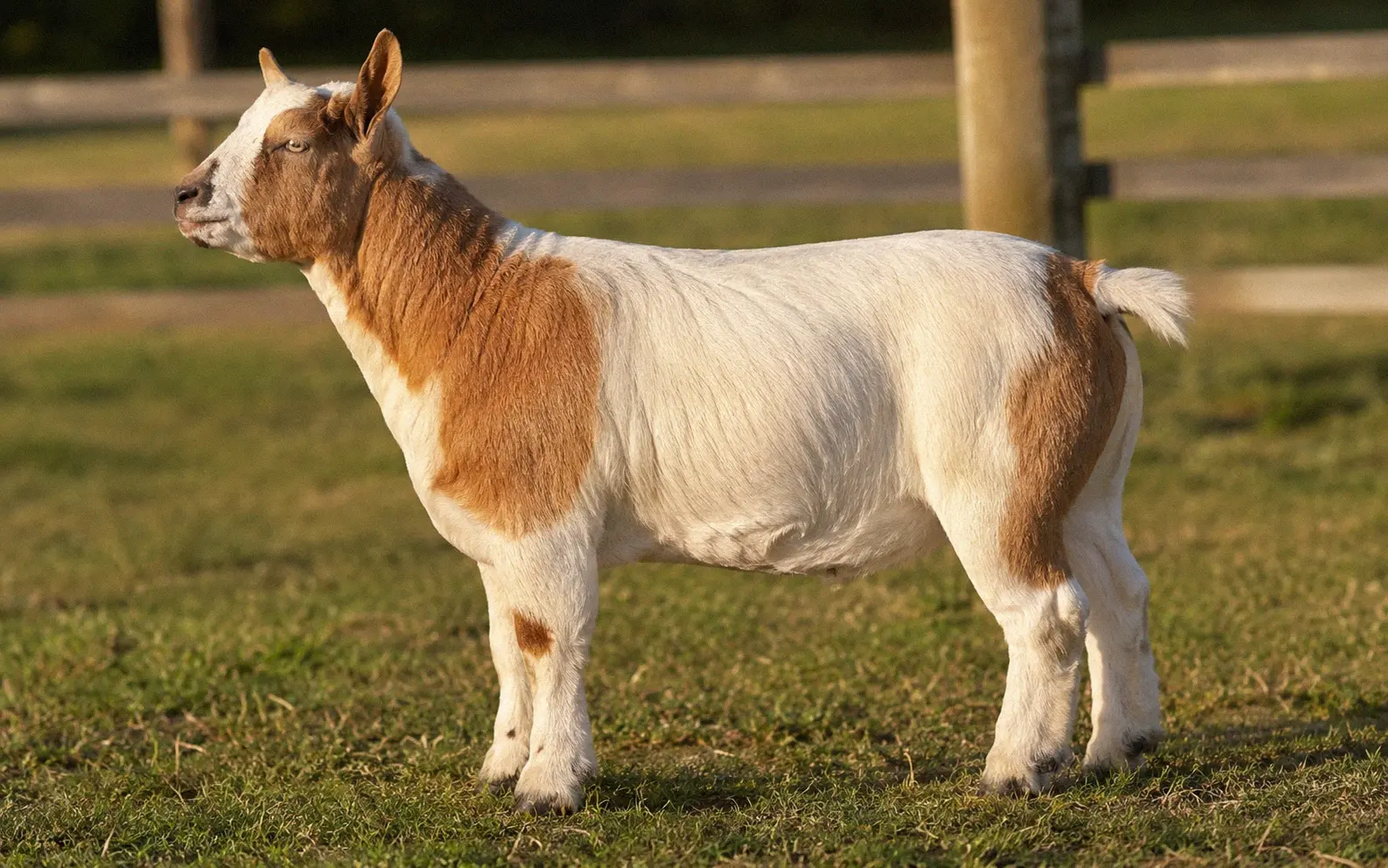 Side profile of a Nigerian Dwarf x Boer cross goat showing its compact muscular build