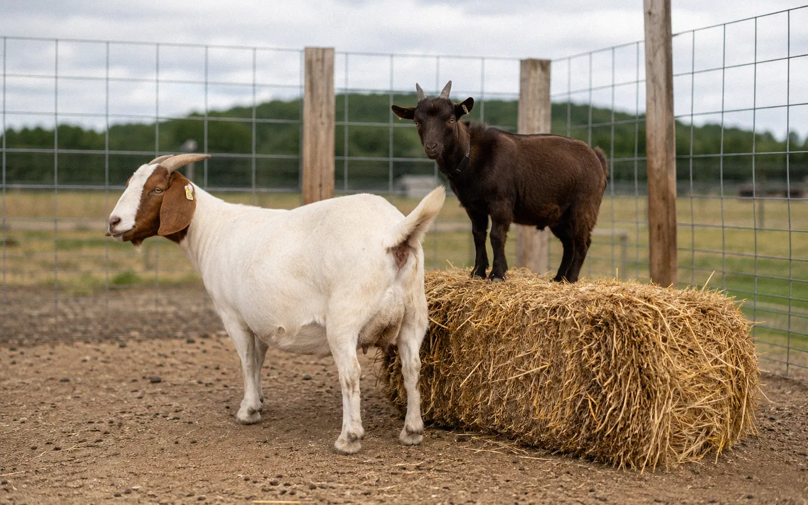 Small breeding pen with a hay bale positioned for a Nigerian Dwarf buck to reach a taller Boer doe