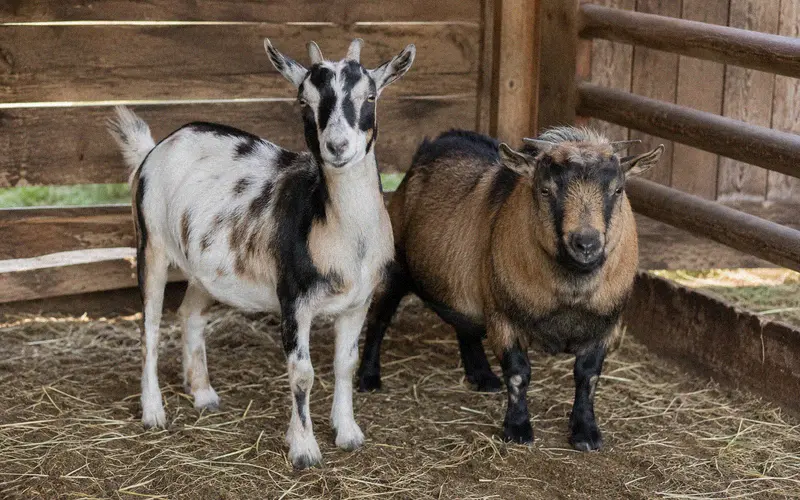 A Nigerian Dwarf doe and a Pygmy buck in a fenced breeding pen on a small homestead