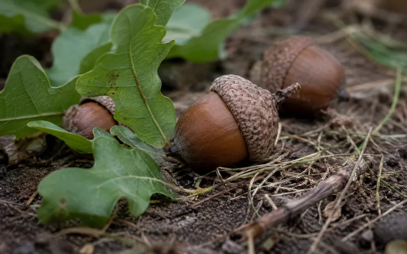 Oak acorns and green oak leaves scattered on the ground beneath a tree