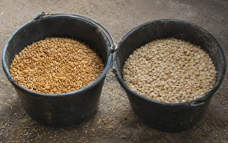 Whole oats and rolled barley in separate feed buckets