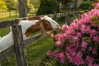 Plants Poisonous to Goats: The Complete List Every Owner Needs