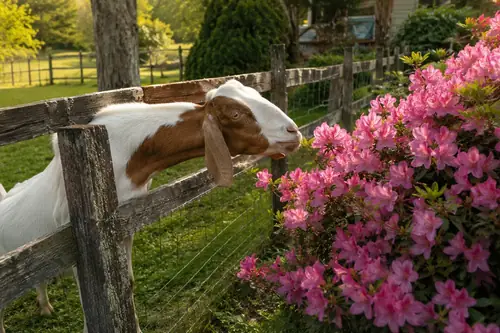 A goat reaching over a fence toward a flowering azalea bush