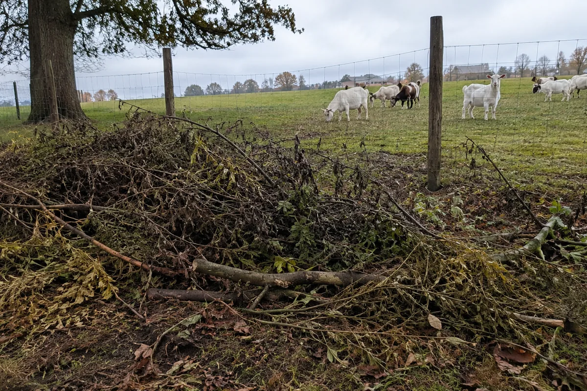 Wilted pruned branches dumped near a pasture fence line