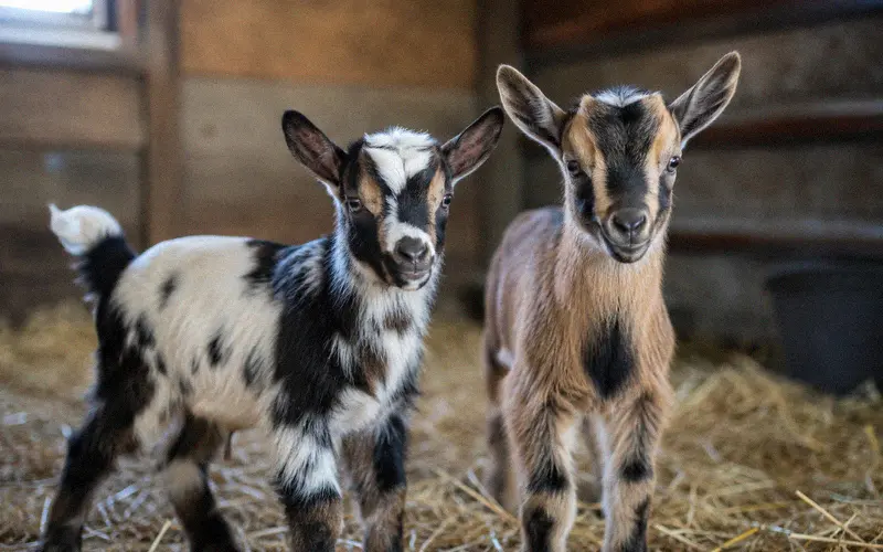 Two colorful Pygmy-Nigerian Dwarf cross kids with spotted coats standing in straw bedding