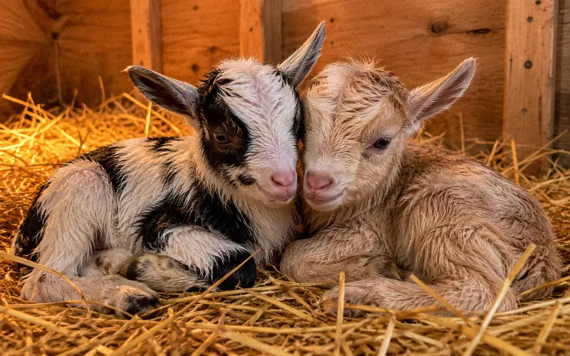 Newborn Pygmy-Nigerian Dwarf cross kids resting in a clean strawed kidding stall