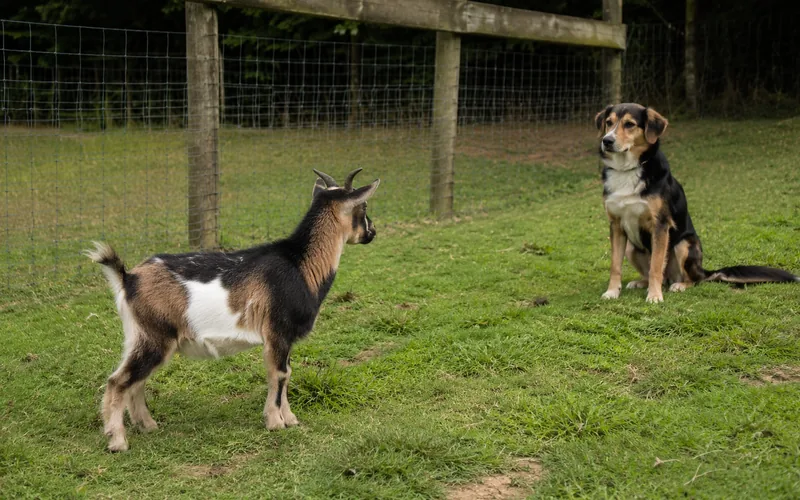 A small pygmy goat standing alert in a fenced yard while a calm dog watches from a short distance
