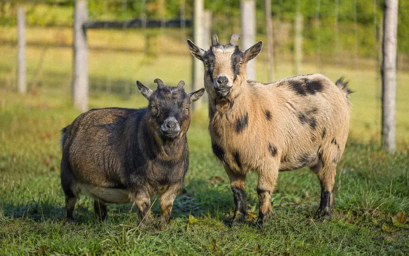 A Pygmy nanny grazing beside a Nigerian Dwarf billy goat in a fenced green pasture