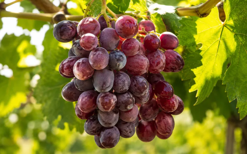 A close-up of ripe red grapes hanging on the vine