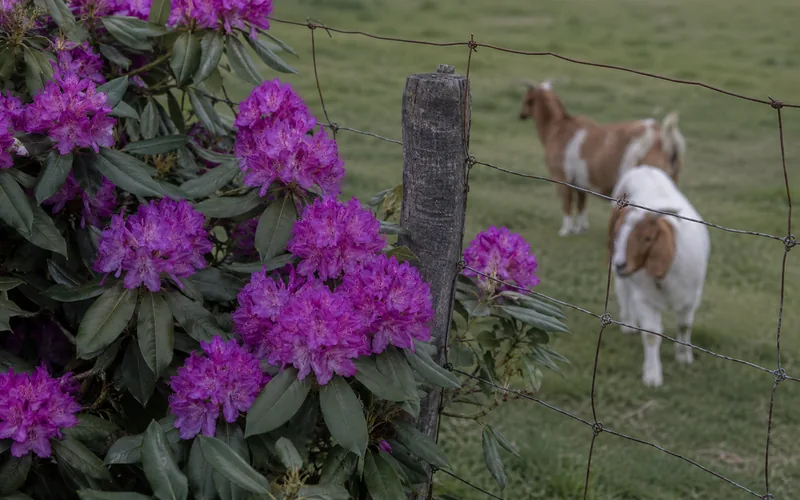 Flowering purple rhododendron shrub growing beside a wire pasture fence with goats visible behind it