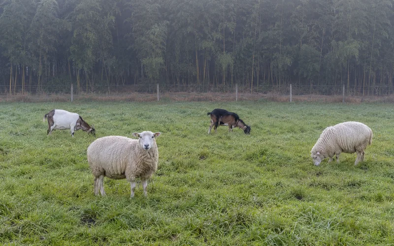 Sheep and goats grazing side by side near a leafy bamboo stand