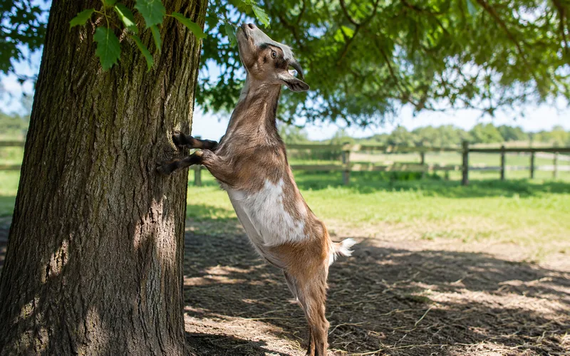 A small Nigerian Dwarf goat stretched up on hind legs reaching for low-hanging leaves from a tree branch