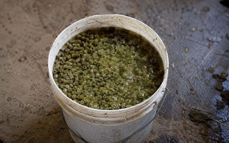 Soaked alfalfa pellets softening into a mash in a bucket of water