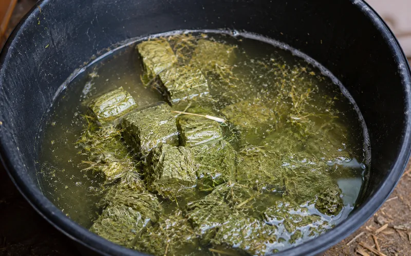 Hay cubes soaking and breaking apart in a bucket of water